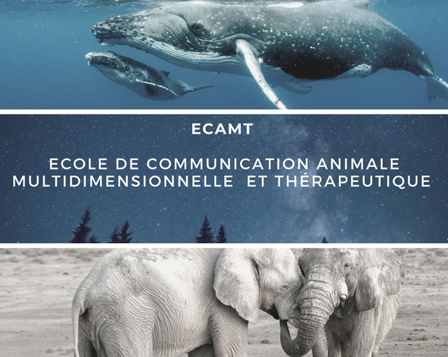 Formation Communication Animale